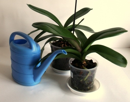 Как поливать орхидею в домашних условиях? 