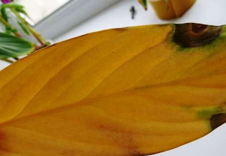 Спатифиллум: почему желтеют листья?