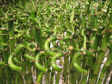 Комнатный бамбук: размножение