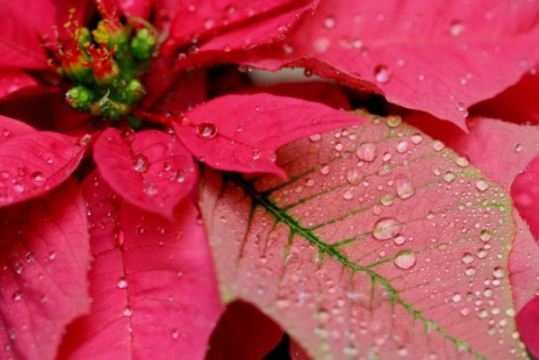 Цветок Рождественская звезда (Пуансеттия): правильный полив