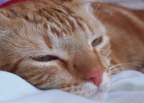 Чумка у кошек: симптомы и лечение