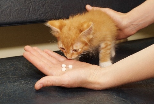 Чумка у кошек: профилактика и лечение