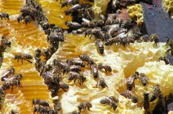 Пчелиный подмор