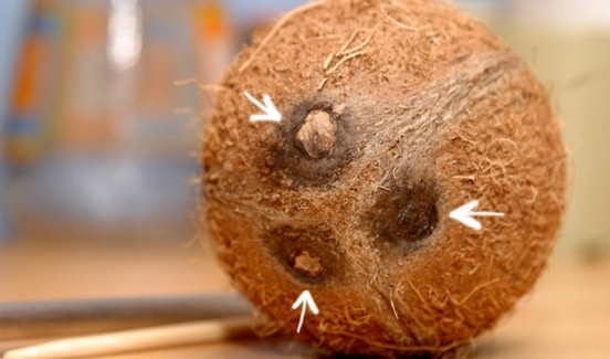 Как расколоть и открыть кокос в домашних условиях?