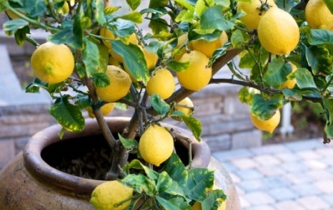 Выращивание лимона в домашних условиях 