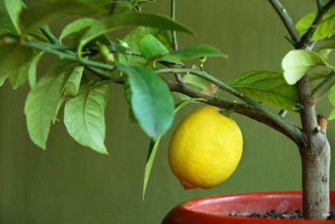 Выращивание лимона в домашних условиях 