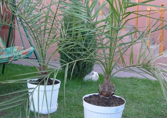 Финиковая пальма в домашних условиях: пересадка