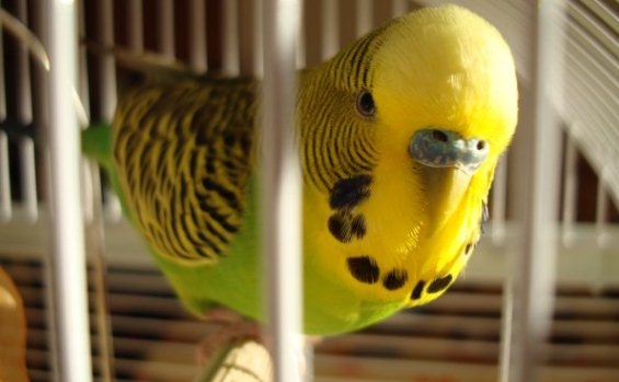 Как ухаживать за волнистыми попугаями?