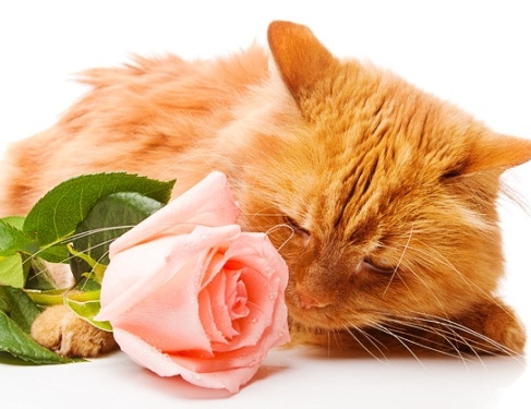 Как убрать запах кошачьей мочи?