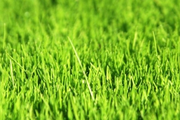 Как сеять газонную траву?