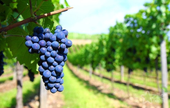 Как правильно посадить саженец винограда?