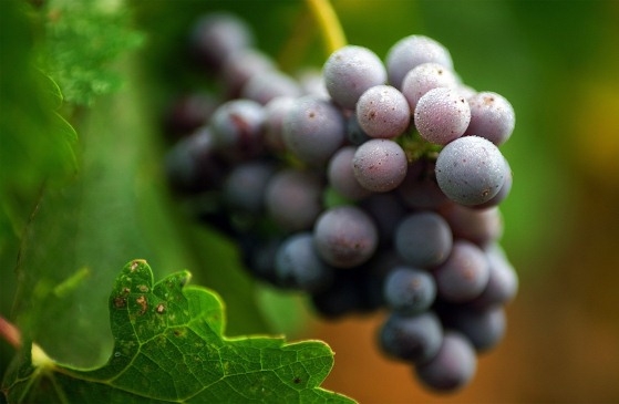 Как правильно садить виноград весной
