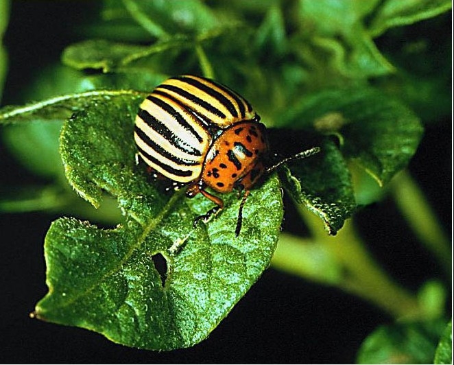 Колорадский жук: внешний вид