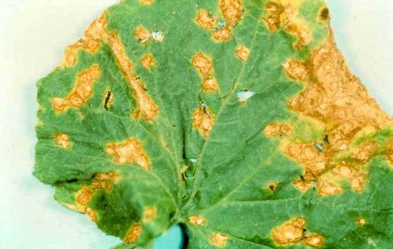 У огурцов желтеют листья: заболевания и паразиты