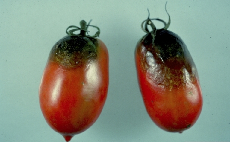Чем обработать помидоры от фитофторы?