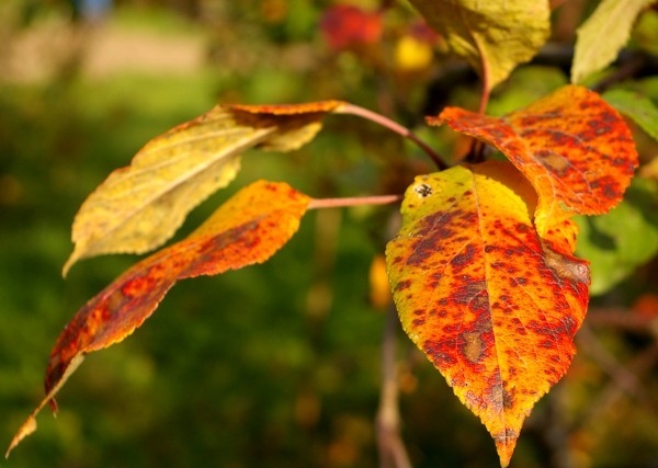 Почему желтеют листья у яблони? 