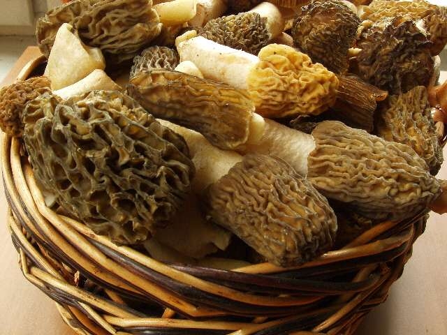 Как приготовить грибы сморчки?