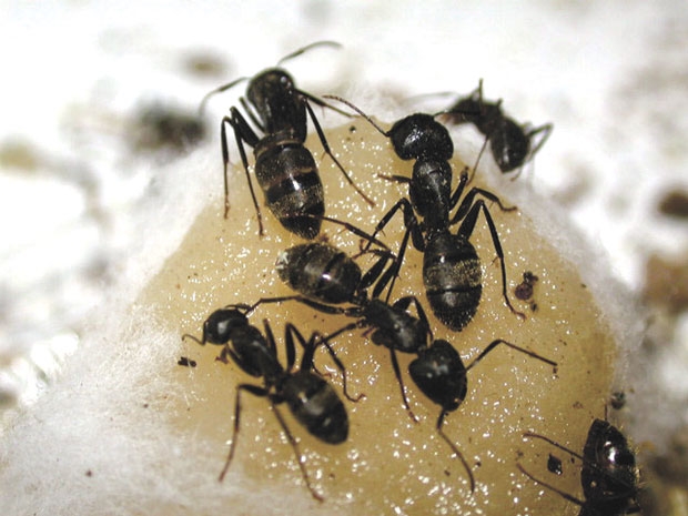 Средства от муравьев: отзывы