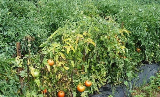 Почему вянут помидоры в теплице?