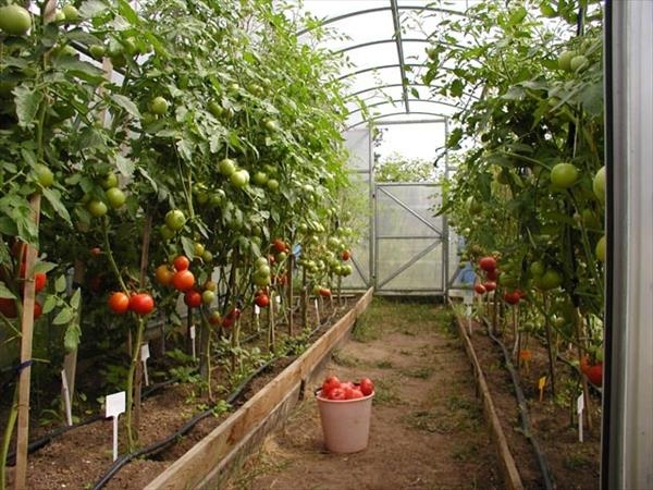 Чем подкормить помидоры в теплице?