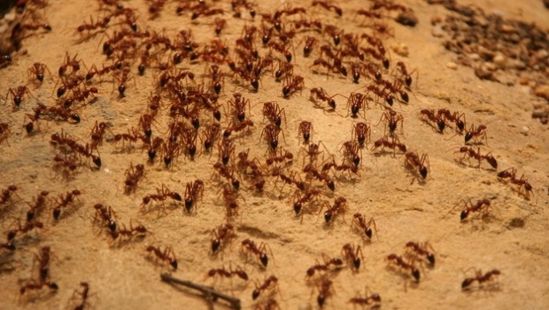 Как вывести муравьев из квартиры?