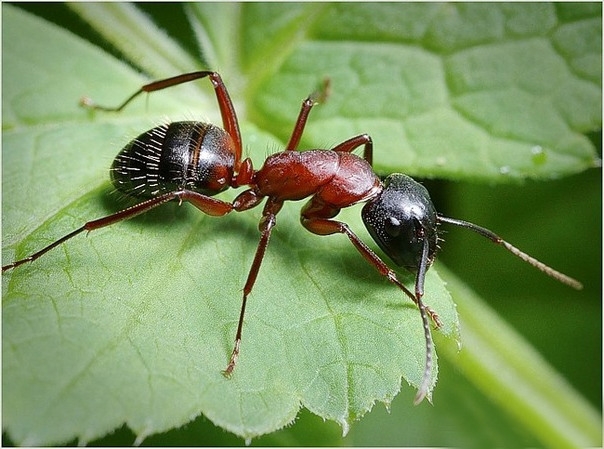 Как вывести садовых муравьев?