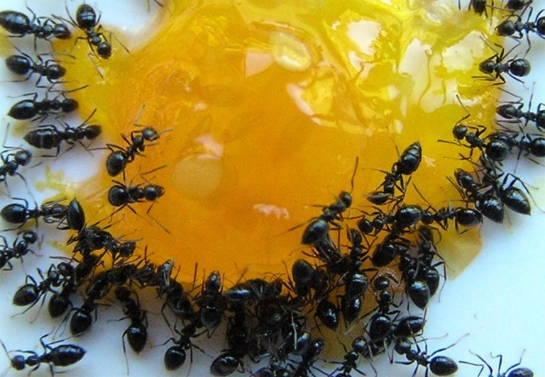 Как вывести красных муравьев? 