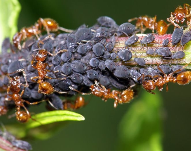 Как вывести красных муравьев? 
