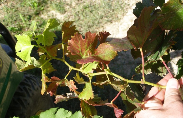 Болезни винограда на листьях: фото