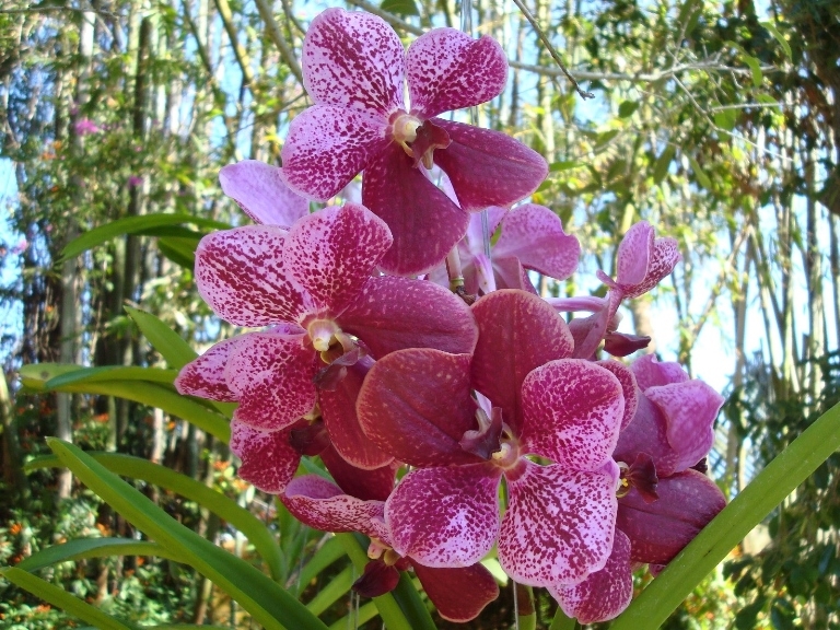 Орхидея ванда: фото