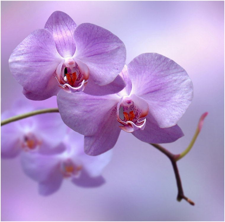 Орхидея ванда в домашних условиях. Уход за орхидеей ванда 