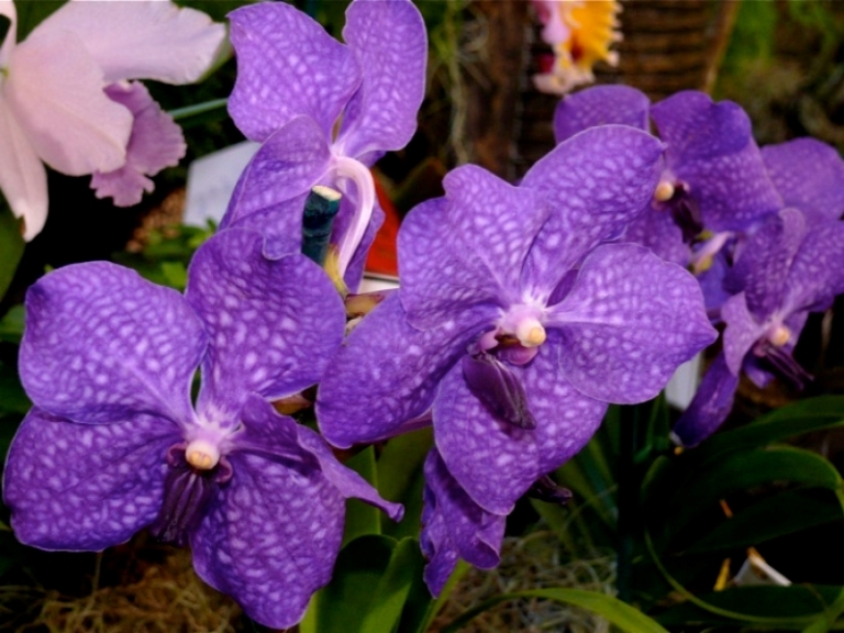 Орхидея ванда: фото