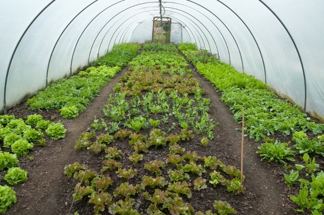 Выращивание салата 