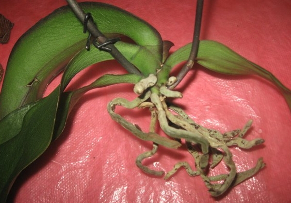 Что делать, если  у орхидеи сохнут корни?