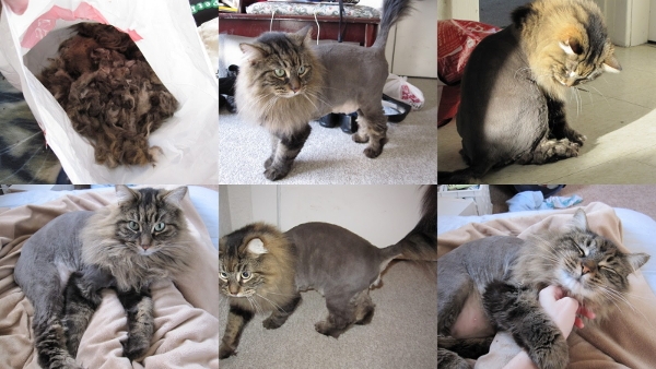 Стрижка котов: как подстричь кота самому?