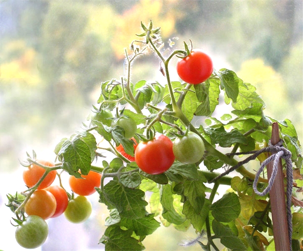 Помидоры черри: выращивание в грунте и квартире. Лучшие сорта томатов