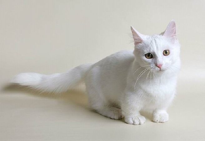 Манчкин: порода кошек