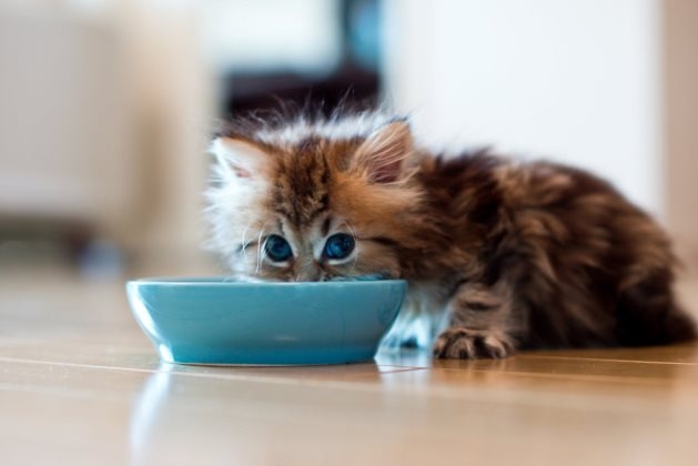 Чем кормить котенка в возрасте 1 месяц?