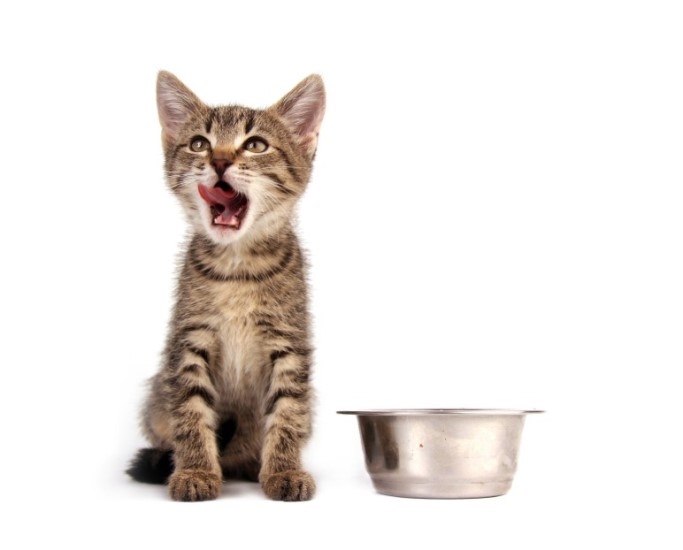 Чем кормить котенка в возрасте 1 месяц?