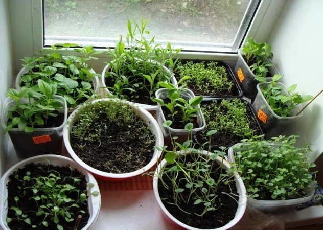 Агератум: выращивание из семян