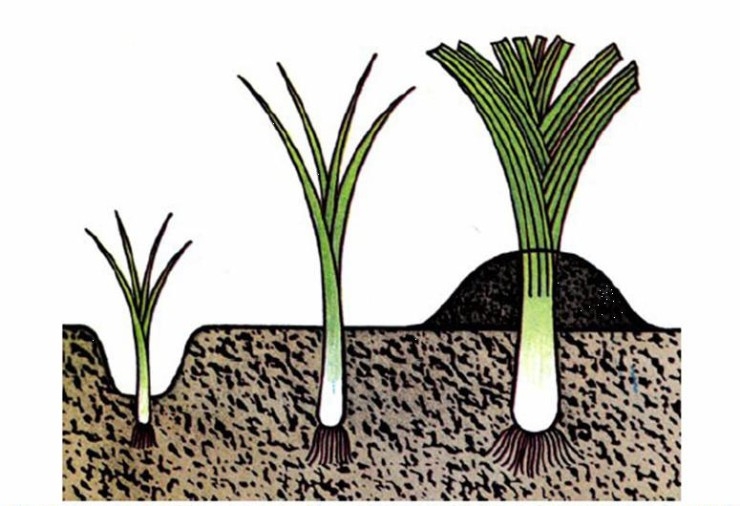Как вырастить лук порей из семян?