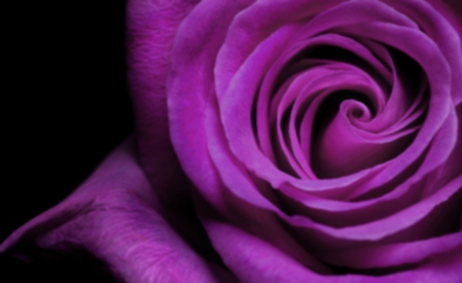 Цветы фиолетового цвета