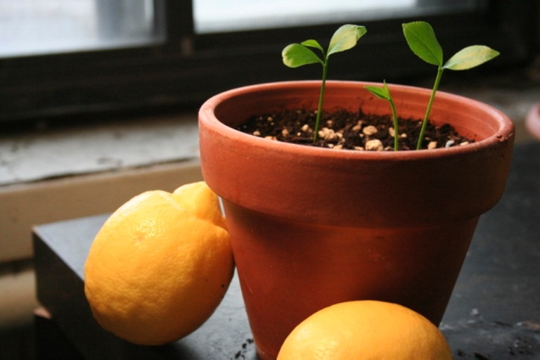 Лимонное дерево: как вырастить в домашних условиях?
