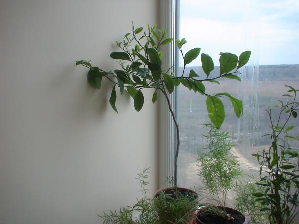 Лимонное дерево: как вырастить в домашних условиях?
