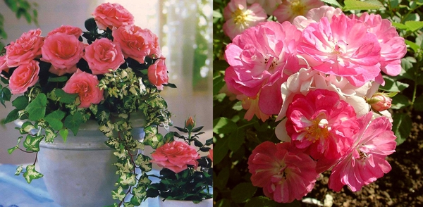 Цветы розового цвета: какие выбрать для сада?