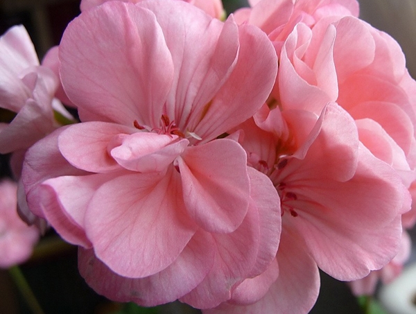 Цветы розового цвета: какие выбрать для сада?