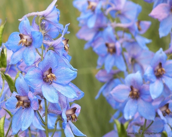 Цветы голубого цвета