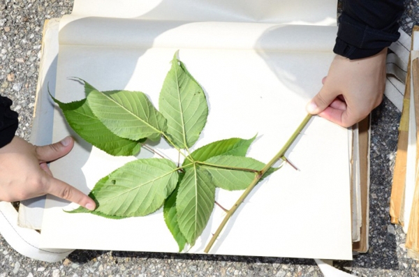 Как сделать гербарий из листьев своими руками