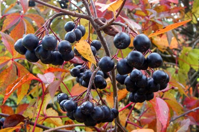 Каковы полезные свойства черноплодной рябины?