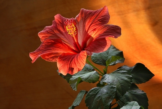 Гибискус: фото цветка
